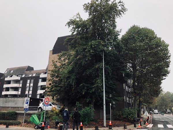 Abattage d'arbre - avant